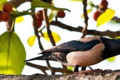 Народные приметы про птиц: о чем предупреждают пернатые посланники?